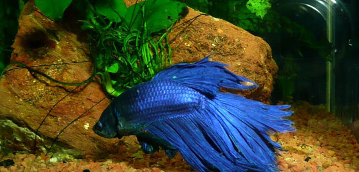 Cockfish: verzorging, inhoud, voeding