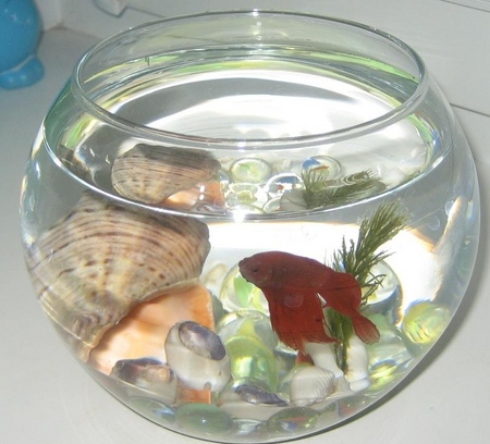 Cockfish: verzorging, inhoud, voeding