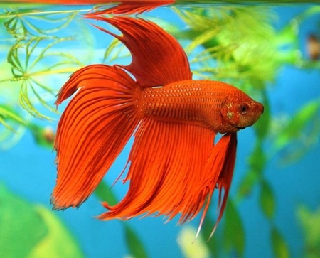 Cockfish: verzorging, inhoud, voeding