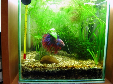 Cockfish: verzorging, inhoud, voeding