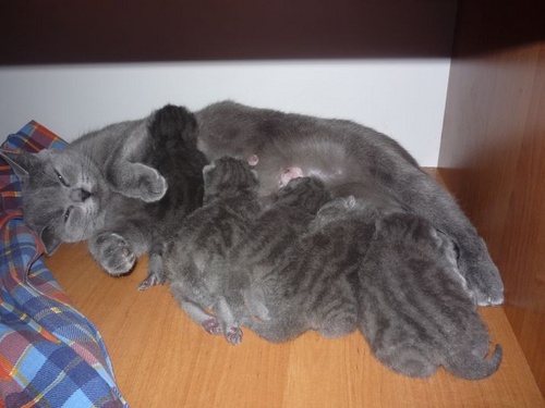 Bevalling bij katten