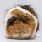 Rosette cavia's