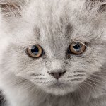 Braken bij een kat