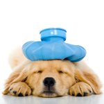 Braken bij de hond