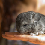 De meest voorkomende ziekten van chinchilla's