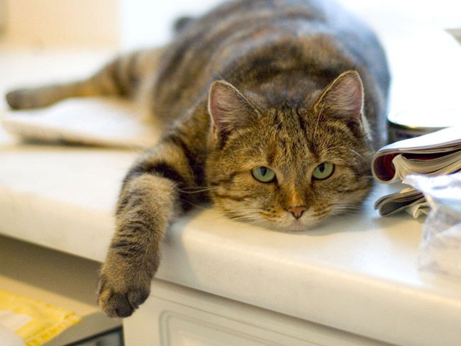 De meest-katten