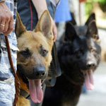 De meeste honden De meeste honden