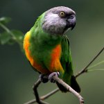Senegalese papegaai