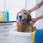 Shampoo voor honden: hoe kiezen?