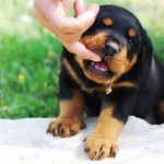 De puppy bijt. Wat moet ik doen? De puppy bijt. Wat moet ik doen?