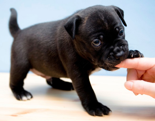 De puppy bijt. Wat moet ik doen?