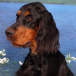 Schotse setter (Gordon Setter)