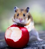 Syrische hamsters: gouden fuzz in het huis Syrische hamsters: gouden fuzz in het huis