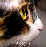 De ogen van een kat kruipen: wat te doen