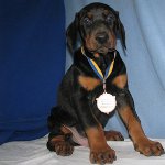 Dobermann hond Dobermann hond