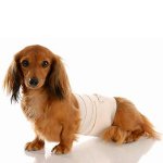 Hond na operatie: zorgregels