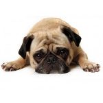 De hond jankt: wat te doen?