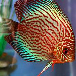 Inhoud van discus
