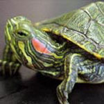 Inhoud van de roodbuikige schildpad