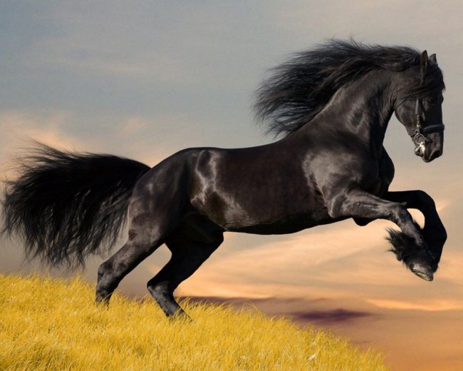 Paard onderhoud