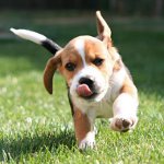 Remedies voor teken voor honden