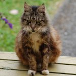 Oude katten: kenmerken van zorg
