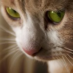 Ringworm bij katten