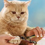 Klauwen maaien. Hoe de klauwen van een kat te snijden?