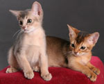 Katten knippen