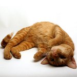 Kramp in een kat