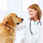 Krampen bij honden
