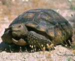 Landschildpad