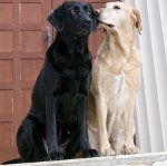 Hitte bij honden