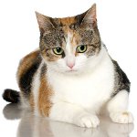 Drie gekleurde katten
