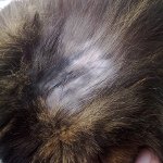 De kat heeft wol