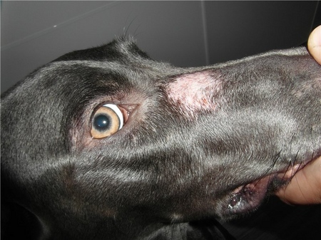 De hond heeft haaruitval: oorzaken en behandeling
