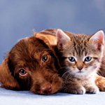 Zorg voor de bont van katten en honden