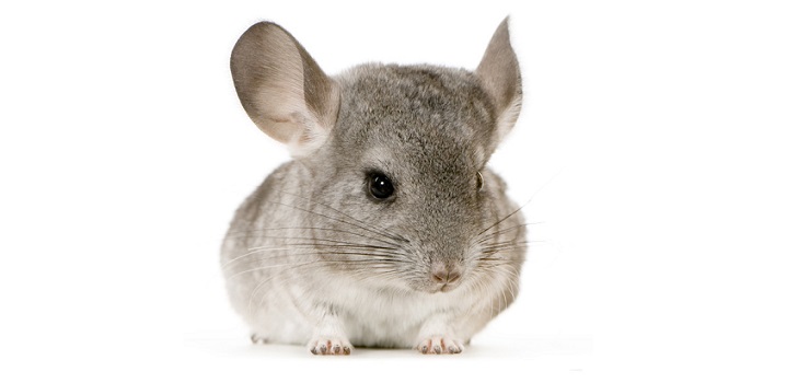 Zorg voor chinchilla's thuis
