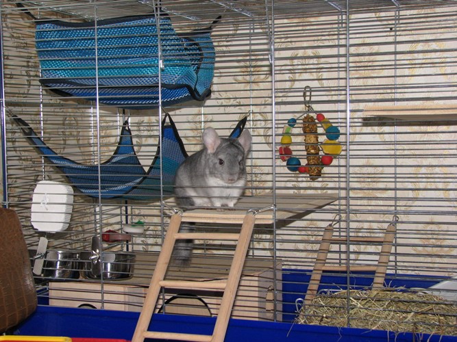 Hoe een kooi uit te rusten voor een chinchilla