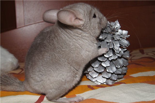 Wat te eten van de chinchilla