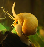 Slakken in het aquarium Slakken in het aquarium