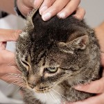 Oormijt bij katten
