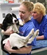 Euthanasie van dieren