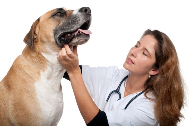 Euthanasie van dieren