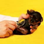 Vaccinatie van pups: welke vaccinaties zijn er nodig voor de pup?