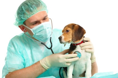 Vaccinatie van pups: welke vaccinaties zijn er nodig voor de pup?