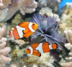 Soorten aquarium vis