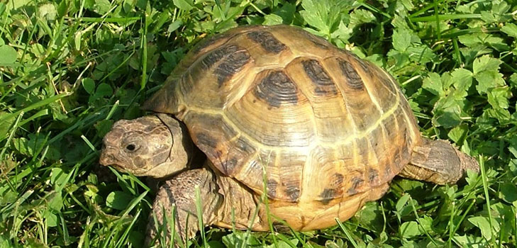 Soorten schildpadden: wat moet je herinneren voordat je begint?