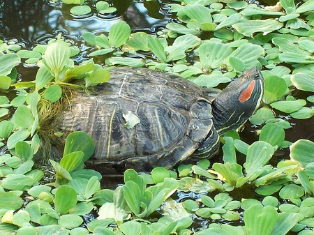 Soorten schildpadden: wat moet je herinneren voordat je begint?