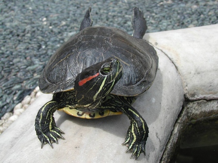 Soorten schildpadden: wat moet je herinneren voordat je begint?